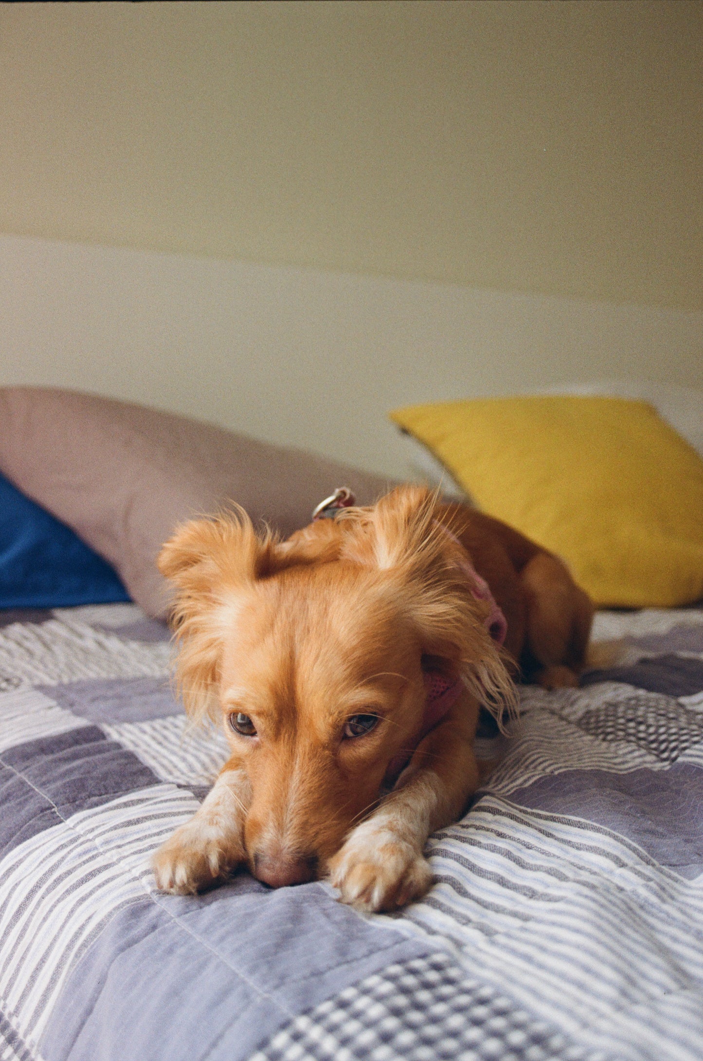 Kodak Color Plus 200 Película Color C41 35mm 36exp