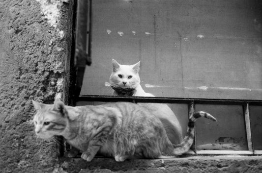 Kentmere PAN 100 Película b/n 35mm 36exp