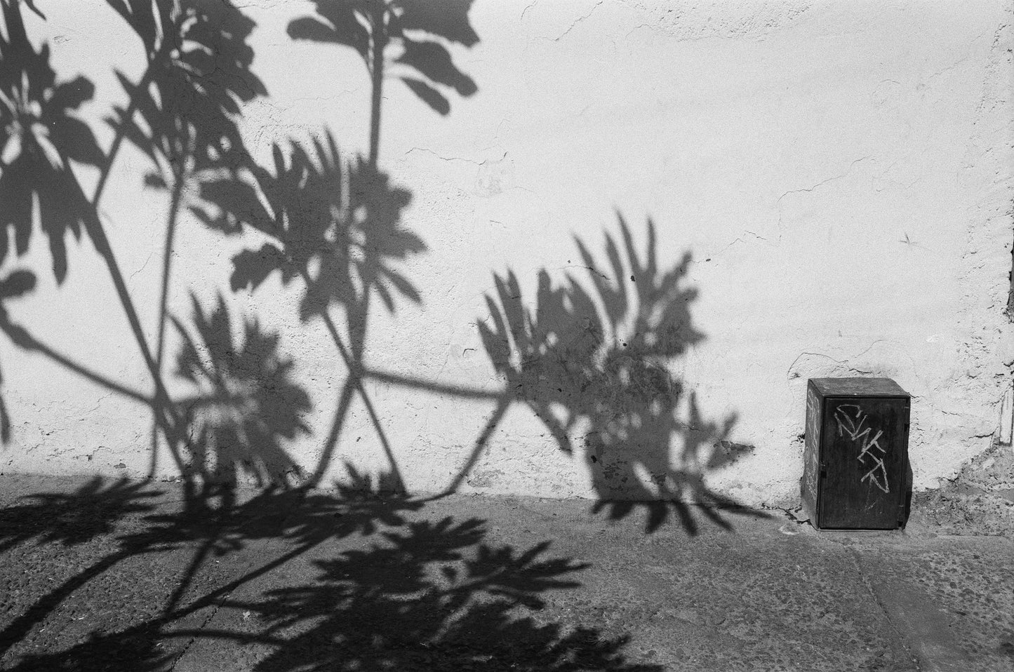 Kentmere PAN 100 Película b/n 35mm 36exp