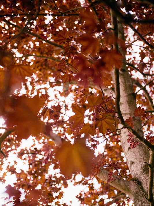 Lucky Color 400 C41 35mm