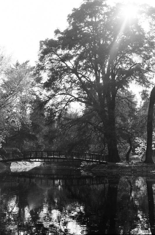 Peces Raros #2 Lucky SHD 100 Carga 35mm B/N 24exp