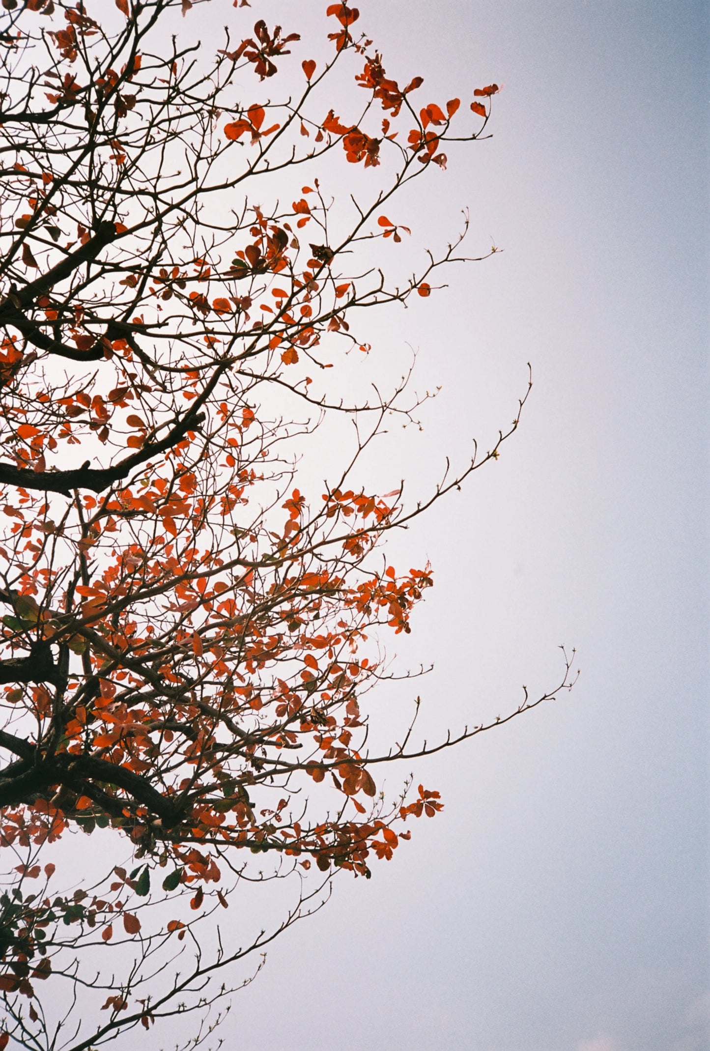 Retocolor Maple 100 ISO 35mm x 27 exp. Color Negative C-41 Process Film