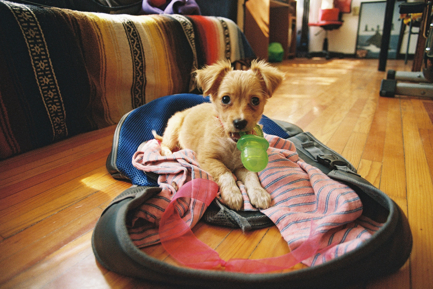 FujiFilm Fuji 400 Película Color C41 35mm Rollo 36 Exp ISO 400