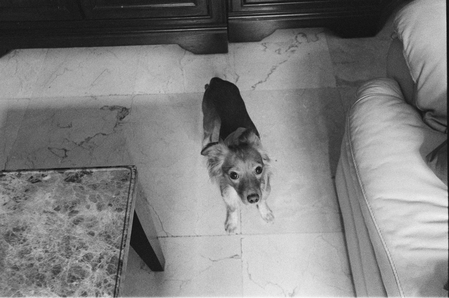 Kodak TMax 3200 Película b/n 35mm 36exp