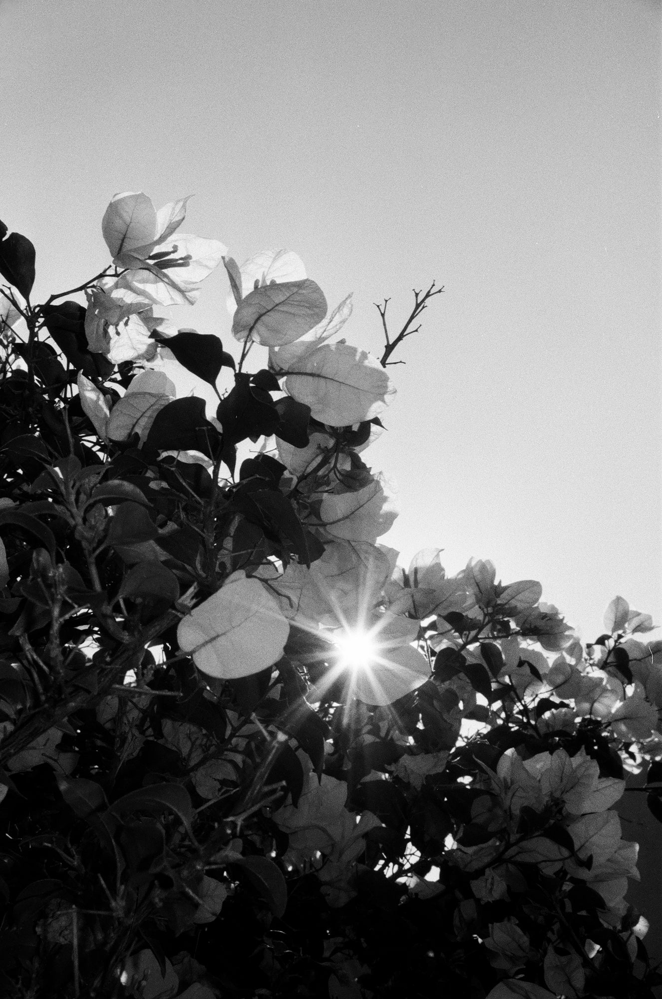 Arista Edu 400 DX 35mm