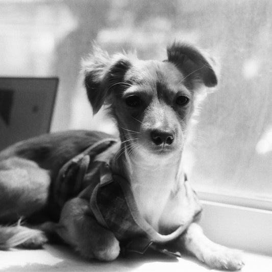 Fomapan 400 Carga 35mm B/N 36exp