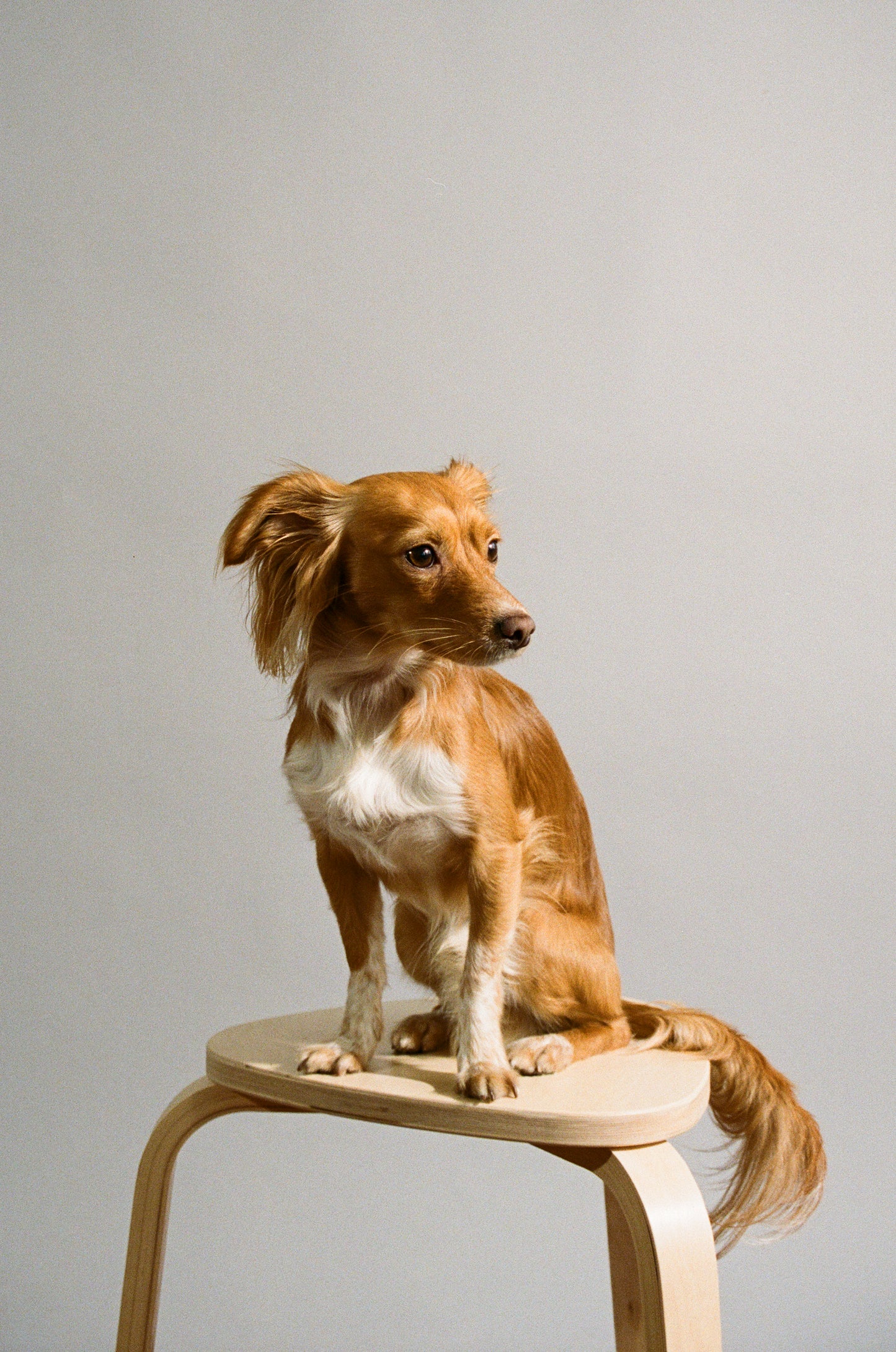 Kodak Portra 400 Película Color C41 35mm 36 Exp