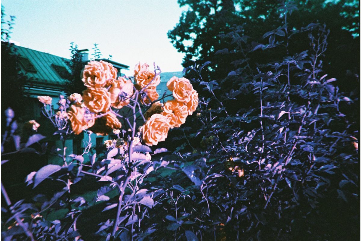 Cámara Reutilizable LomoChrome Purple