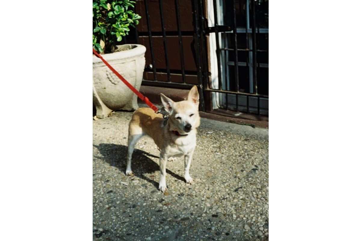 Lomography Tiger 110 Película C-41 ISO 200 24 exp (Rollo individual)