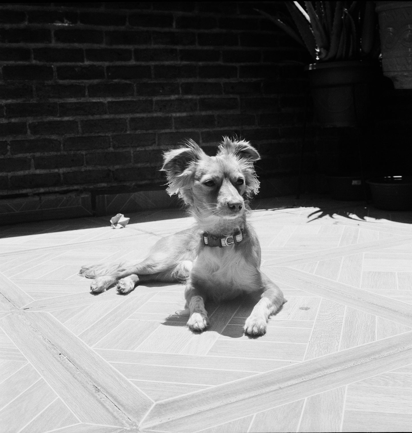 Kodak 400TX Película b/n Formato Medio 120
