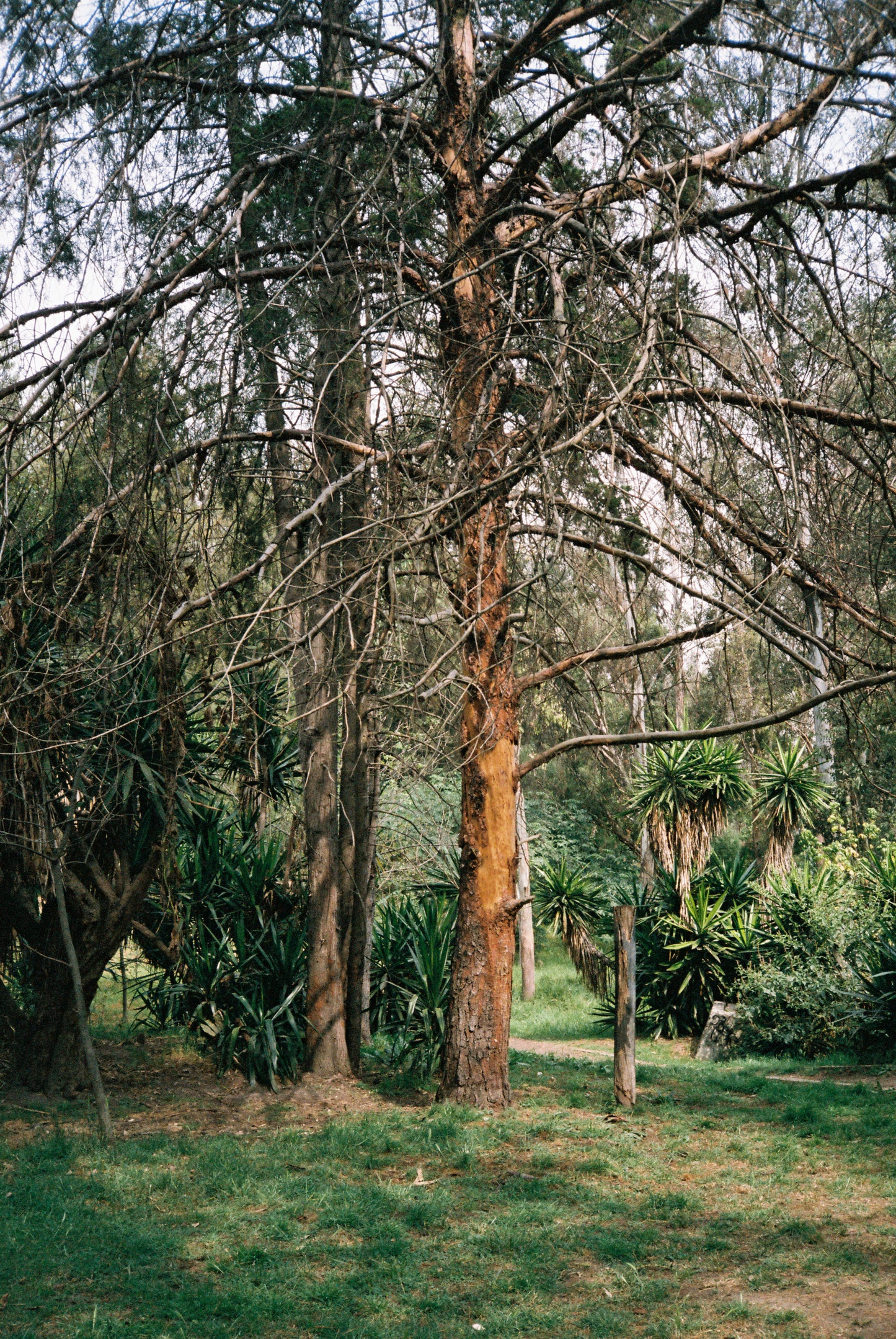 FujiFilm Superia Premium 400 Película Color C41 35mm Rollo 36 Exp