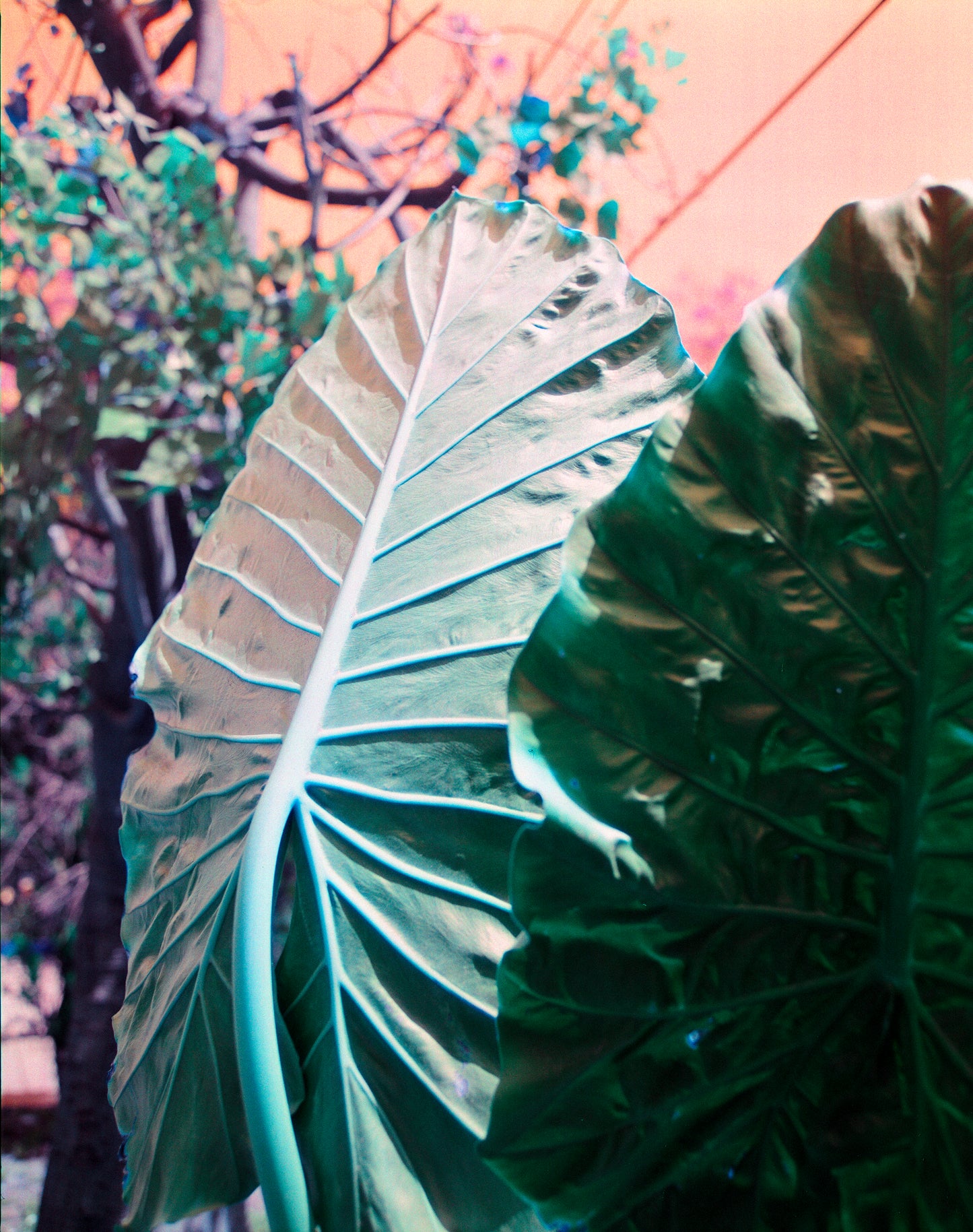 Harman Azure 35mm 36exp