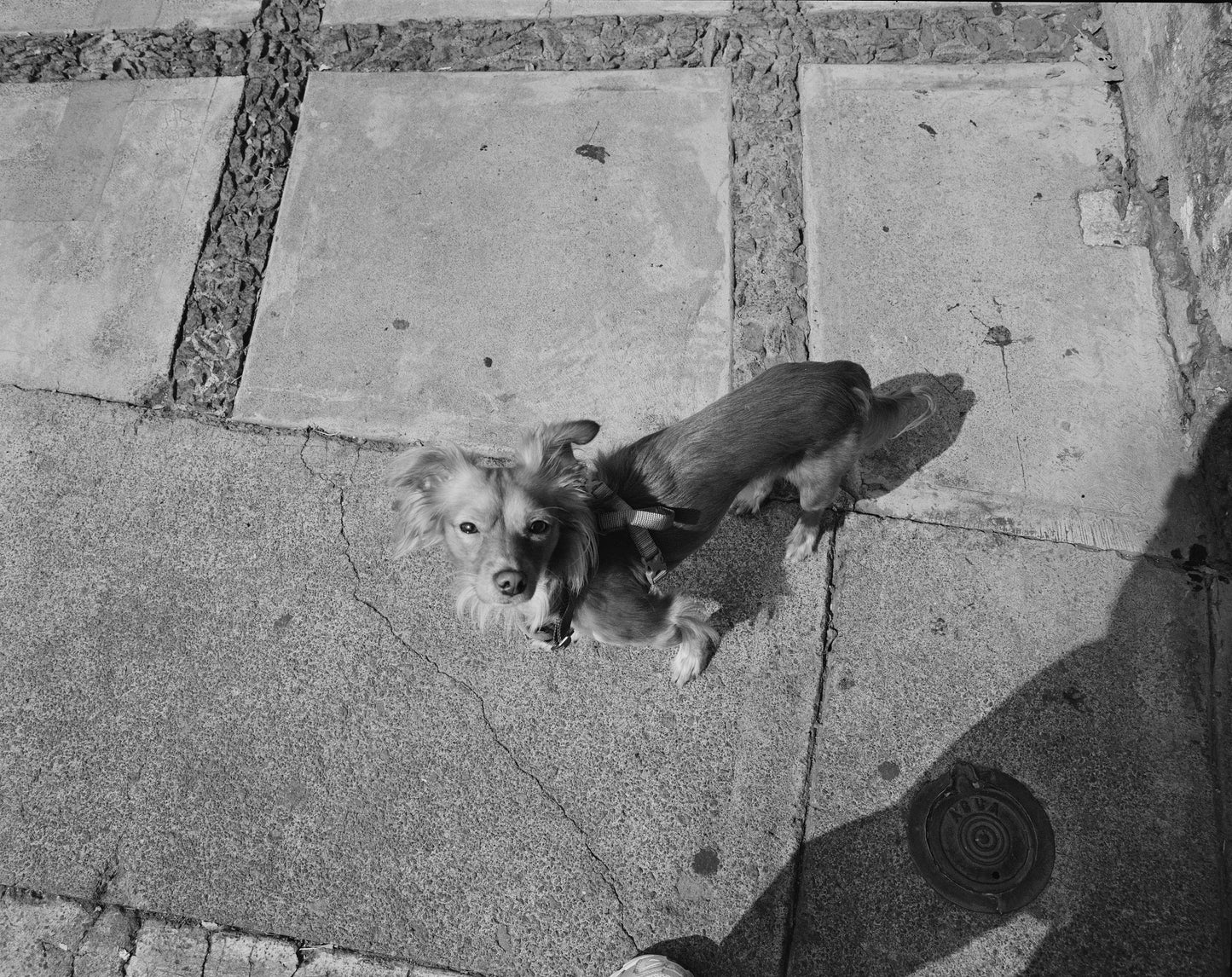 Ilford XP2 400 Película b/n 35mm 36exp