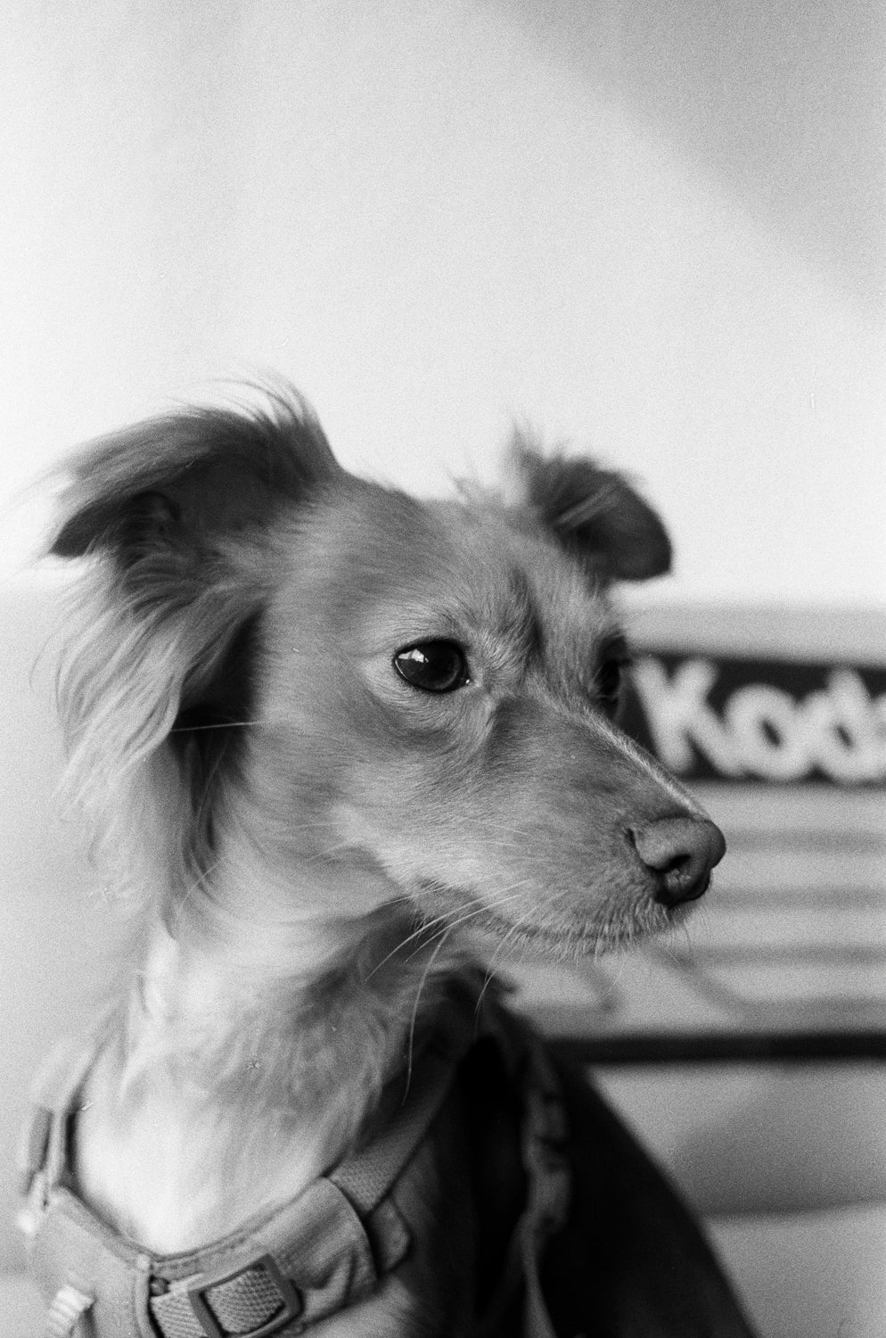 Kentmere PAN 200 Película b/n 35mm 36exp