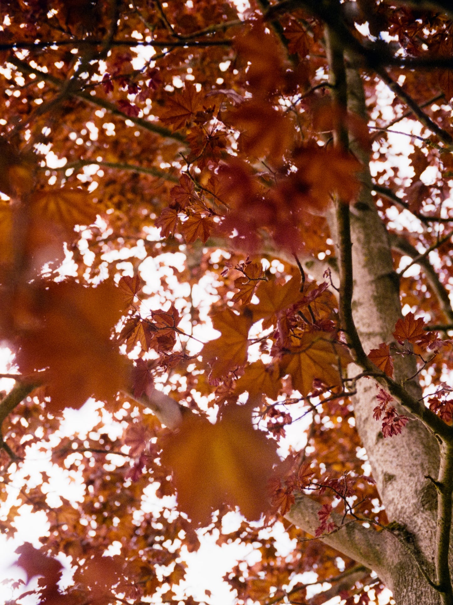 Lucky Color 400 C41 35mm