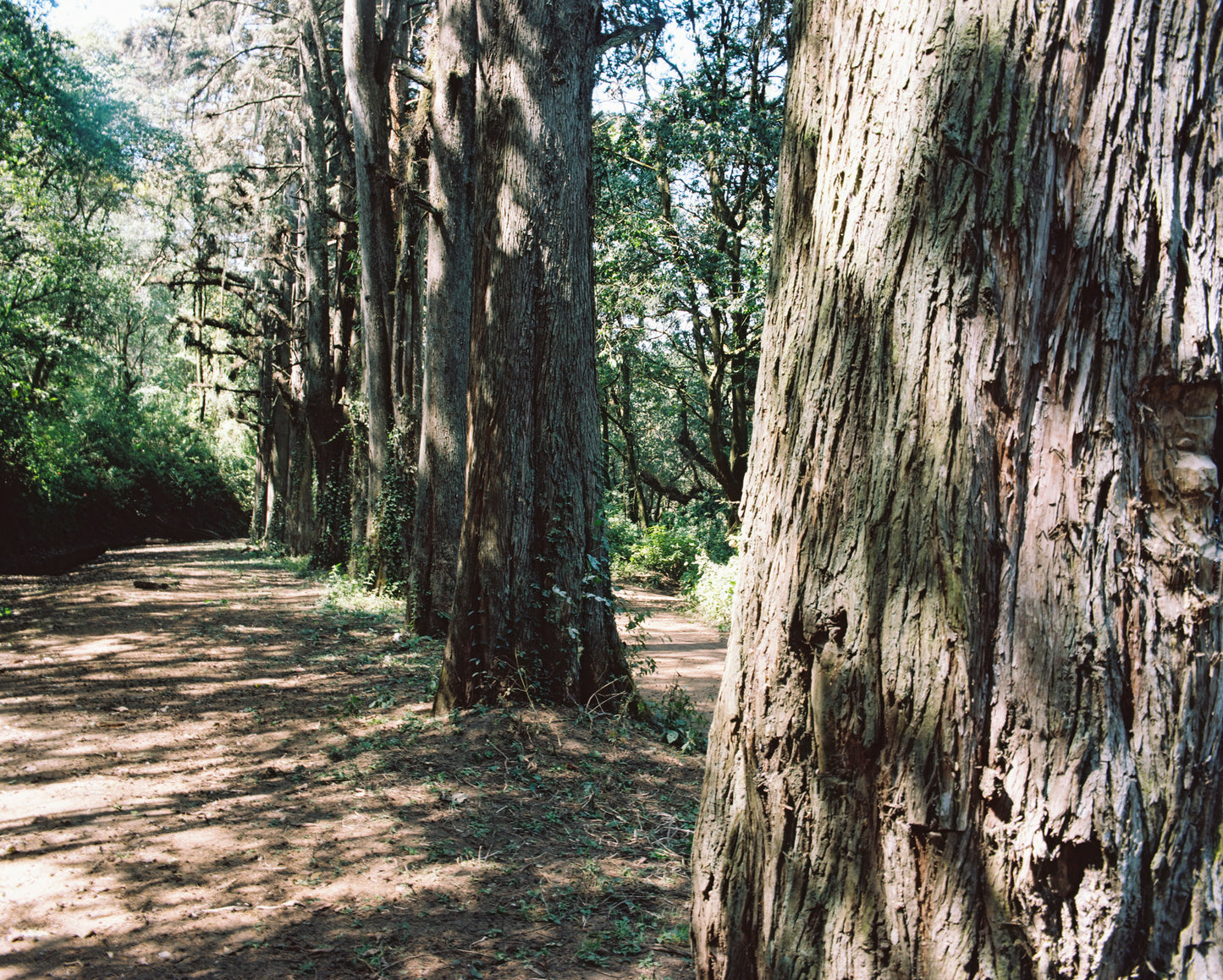 Kodak Portra 160 Película Color C41 35mm 36exp