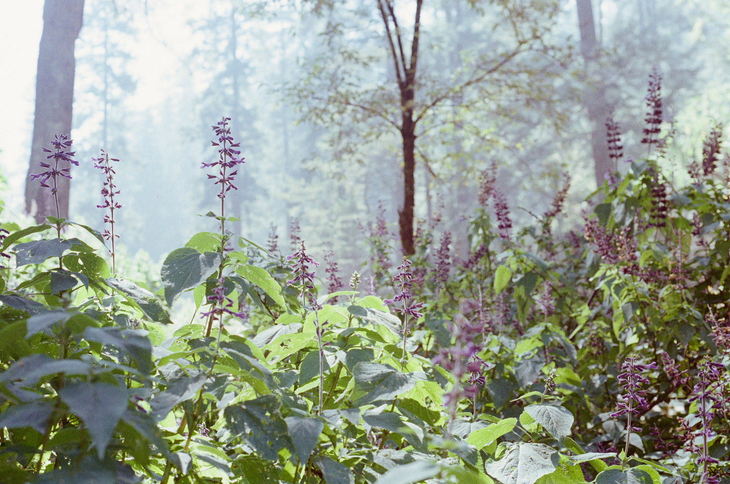 Kodak Pro Image 100 Película Color C41 35mm 36exp - Venta individual