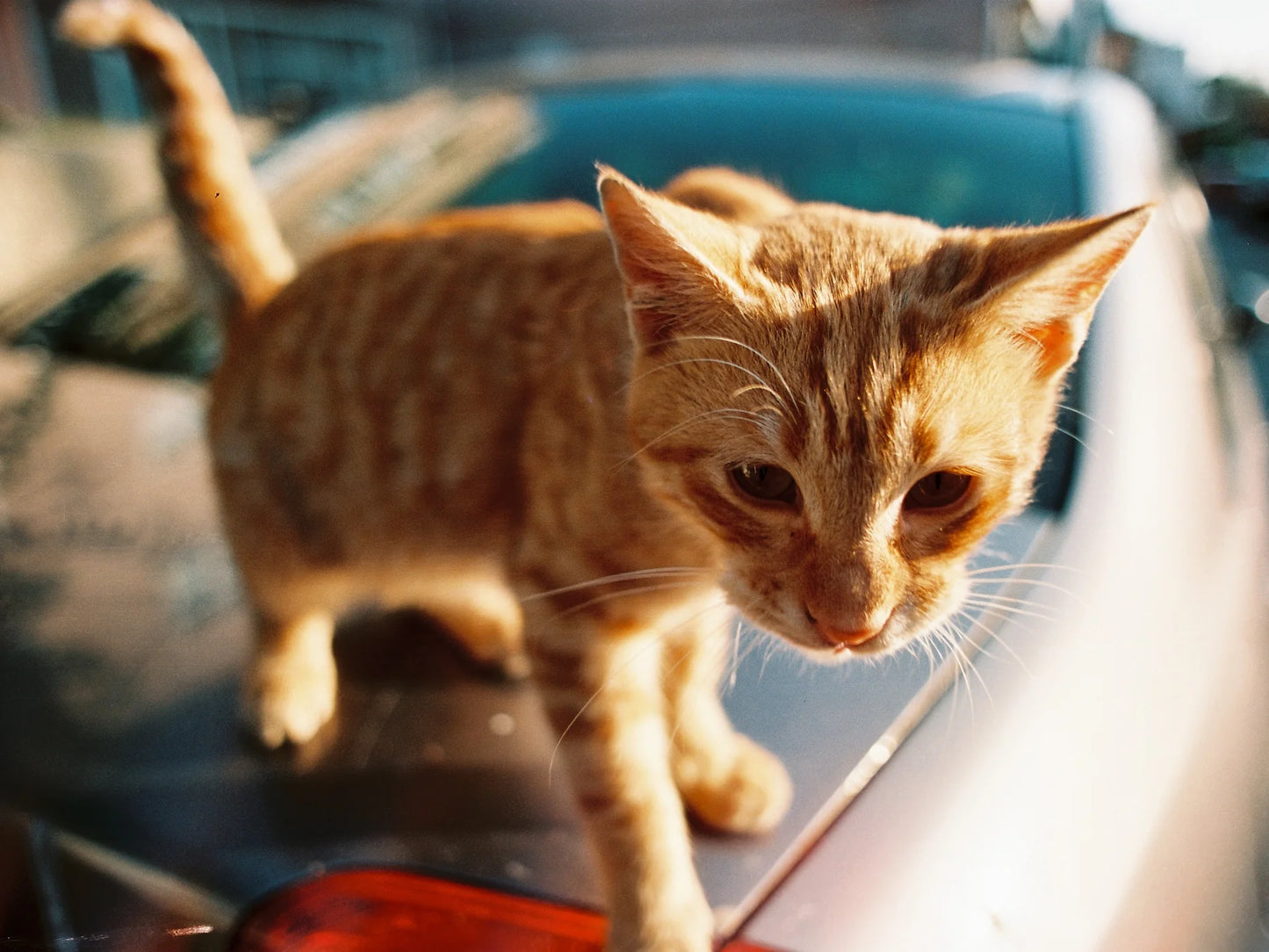 Karmir 160 Film 35mm 36exp