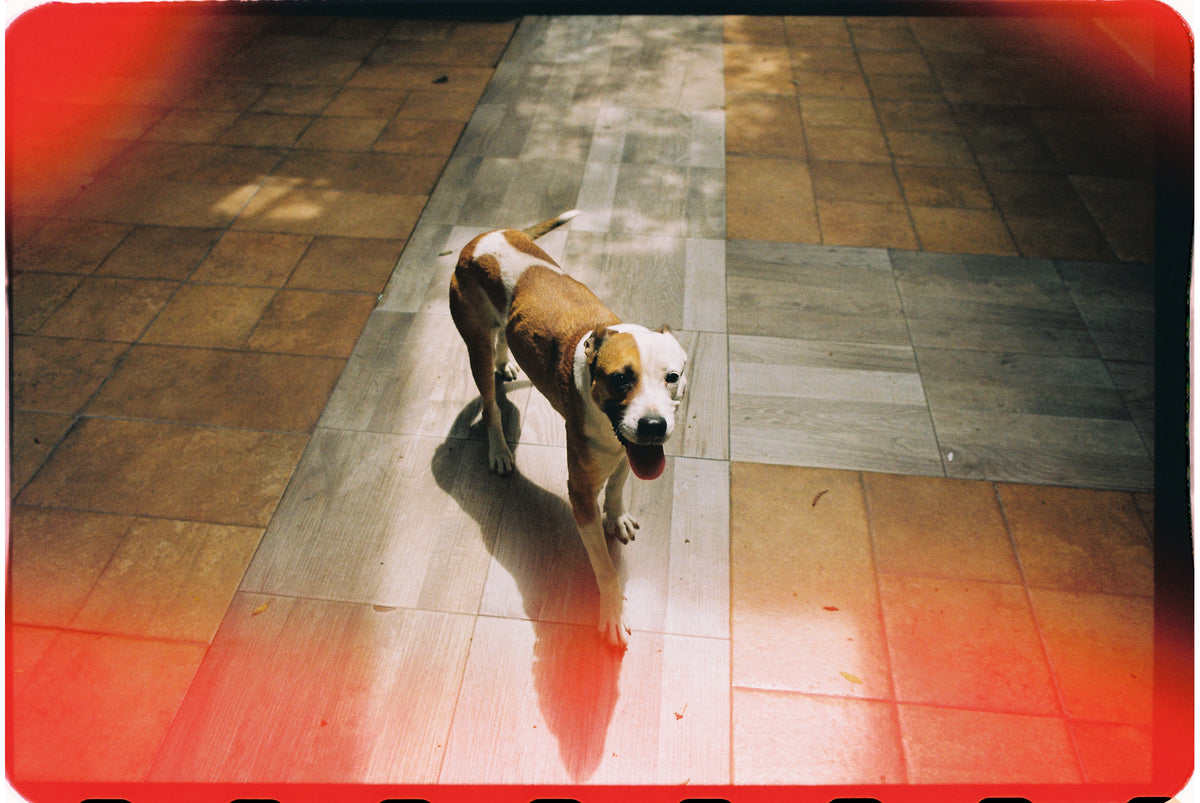 Kono Sunstroke 200 35mm Color C-41