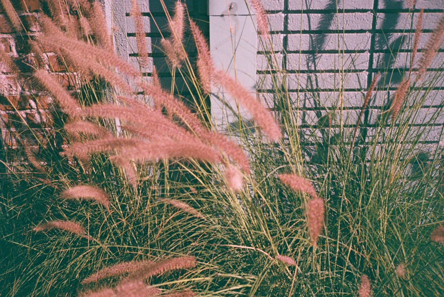 Dubblefilm Bubblegum 400 35mm 36exp